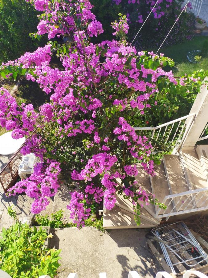 Honey Bee Cavtat Apartment Exterior foto